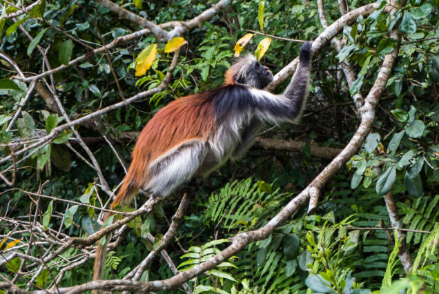 Jozani Forest Tour Zanzibar