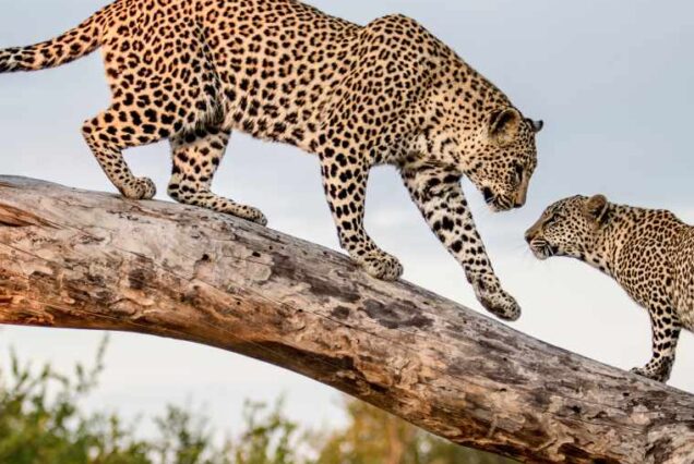 Private 3 Days /2 Nights Zanzibar to Mikumi National Park