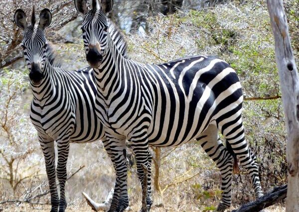 3 Days Safari from Zanzibar to Nyerere National Park